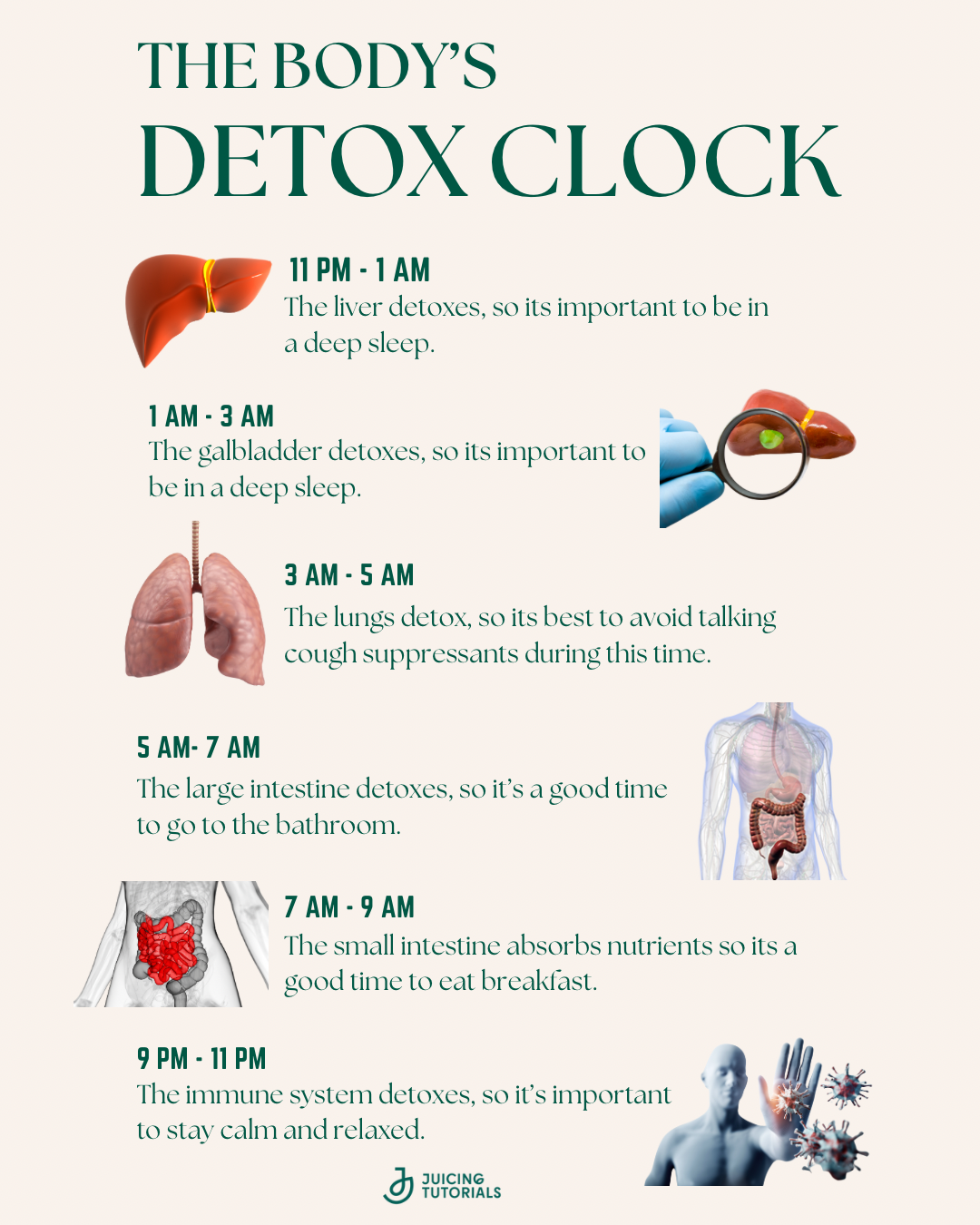 The Body’s Detox Clock: How to Support Your Natural Healing